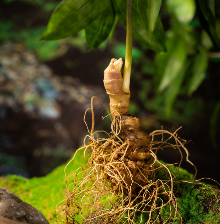 Tổng hợp những cách bảo quản sâm tươi